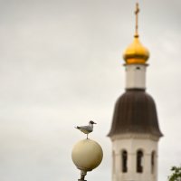 " Чайка на шаре" :: Алёна Михеева