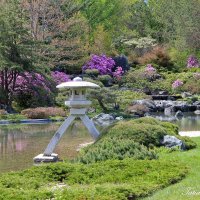 Очарование Японского сада :: Tatiana P.