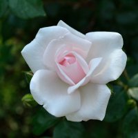 Белая роза :: isaevmix Исм