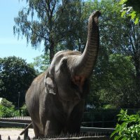 слон :: Елена Шидловская