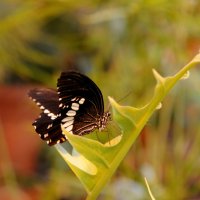Тропическая бабочка :: Алёна 