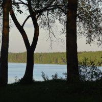 Взгляд через деревья :: Андрей Бабушкин