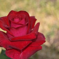 о роза роза :: евгений 