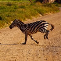 zebra crossing :: Андрей Пархоменко 