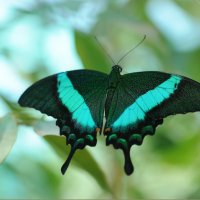 Парусник Papilio palinurus :: Алёна 