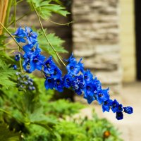 Синие цветы :: Денис Пшеничный