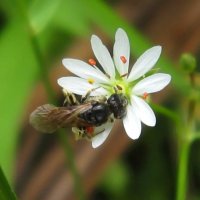Пчёлка на маленьком цветочке :: Елена Palenavi