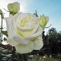 Silver Anniversary Rose,чайно-гибридная :: Сергей Мягченков