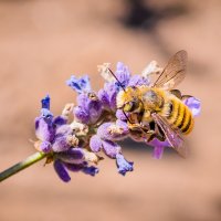 Bee :: Виталий Доарме