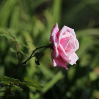 Роза в моем саду. :: Irina Fabien