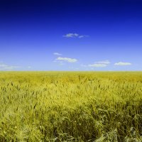 Пшеничное поле :: Татьяна 