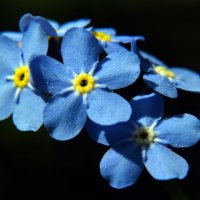 Микро-цветочки :: Ольга Диброва