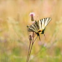 На крыльях бабочки порхает лето :: LARCHIK-55 