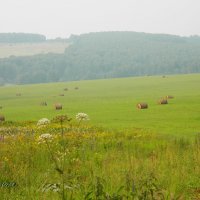 в поле... :: ГАЛИНА ПРОХОРОВА