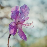Алтайские цветы :: Денис Казаков