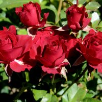 красные розы :: Татьяна 