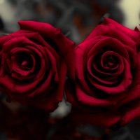 Розы :: Ксения Кузина