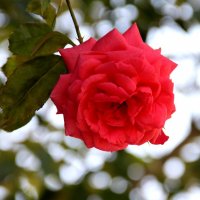 Не устаю я  любоваться розой красной.... :: Надежда Млат 