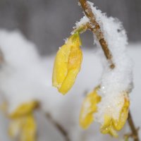 цветы под снегом :: Альбина 