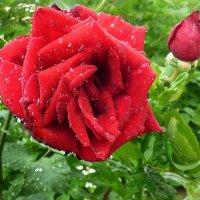 Роза под дождем :: Павлова Татьяна Павлова