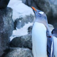 Penguins :: Krista Kuznetsova