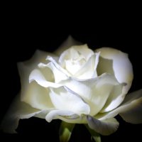 Белая роза :: Ярослав Казаченко
