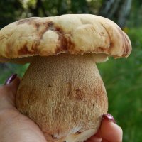 Мощный белый гриб :: Валентина Пирогова