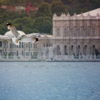 istanbul :: Selman Şentürk