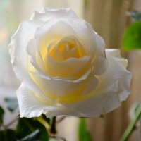 Белая роза :: Александр Кудров