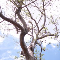 Камбоджийское дерево :: Adrino 