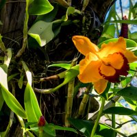 Орхидеи - тропические красавицы :: Sergey Kiselev