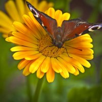 бабочка на цветке :: ник. петрович земцов