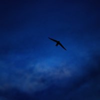 Одинокая птица :: Варвара Бычкова