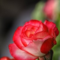 Нам розы дарят красоту... :: Ирина Бабушкина