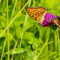 Природа Алтая(бабочки) :: Юлия Пахомова