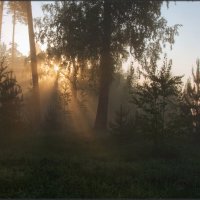 Утро в лесу :: Надежда Лаврова