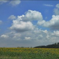 Цветут подсолнухи :: Ольга Ламзина