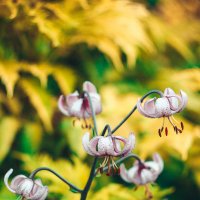 Цветы в саду :: Арина Михайлова