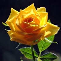 Жёлтая роза :: Людмила Чикурова