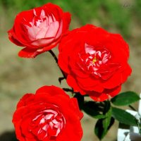 Красные розы :: Валерий Новиков