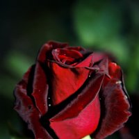 rose :: krystyna 