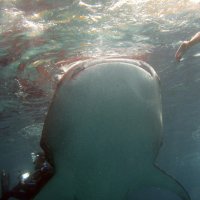 китовая акула и нога ныряльщика :: ОлЪг Милеев