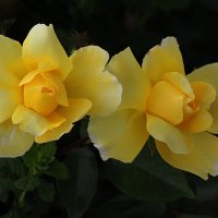 Жёлтые розы :: Nikolay Monahov