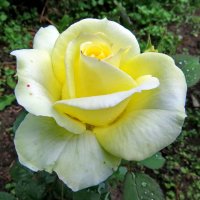 Бело жёлтая роза :: Пётр Сесекин