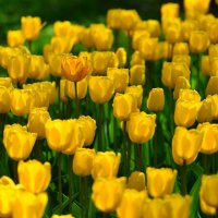 Желтые тюльпаны :: Ольга Имайкина