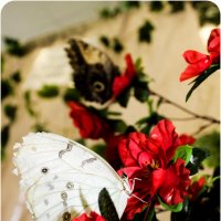 Бабочки. :: Анна Окунева