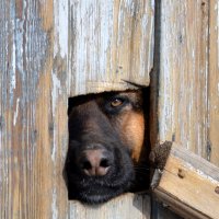 «Тайное окно» (англ. Secret Window) — собака по клички  Морт Рейни :: Vadim Pobotaev