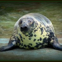 Балтийский серый тюлень :: Сергей Карачин