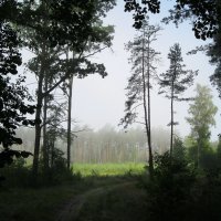 В утреннем лесу :: Леонид Корейба