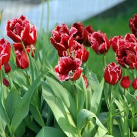 Красные тюльпаны с бахромой :: Тамара К 